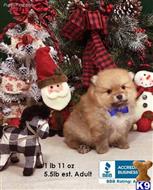 pomeranian puppy posted by Rhonda Wallace